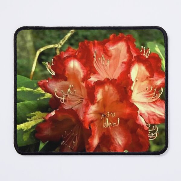 Item preview, Everglow Ruby Roses designed and sold by Trisha North.