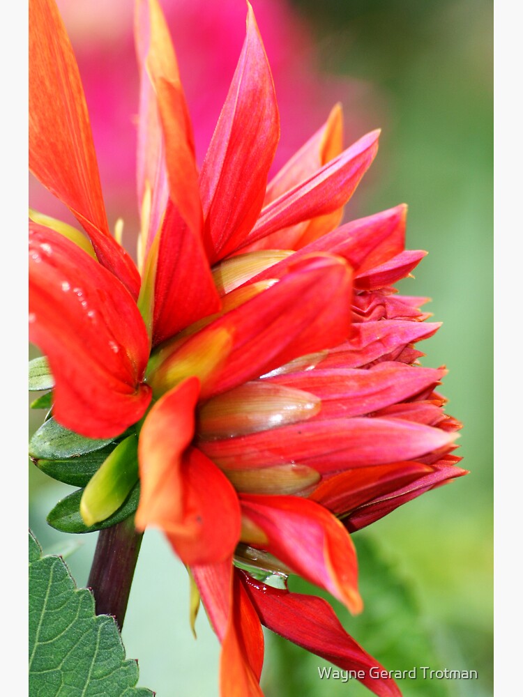 Colourburst by redmoondragon