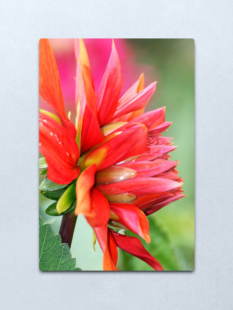 Alternate view of Colourburst Metal Print