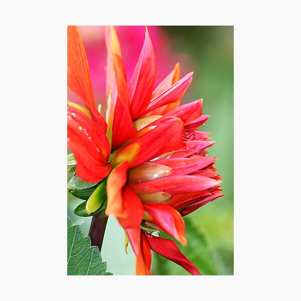 Colourburst Photographic Print