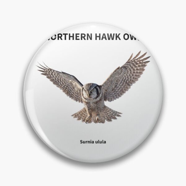 Item preview, Northern Hawk Owl in Flight designed and sold by The Digital Compass.