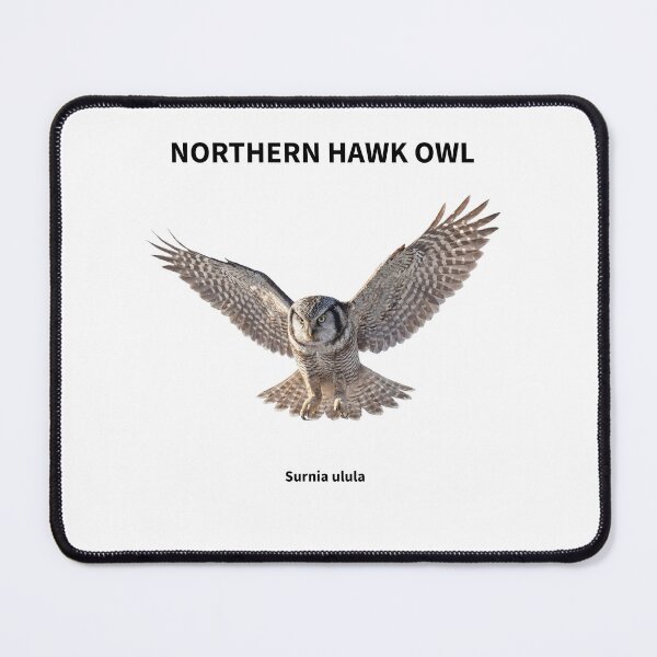 Item preview, Northern Hawk Owl in Flight designed and sold by The Digital Compass.