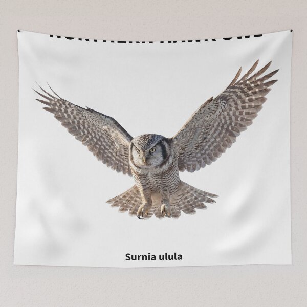 Item preview, Northern Hawk Owl in Flight designed and sold by The Digital Compass.