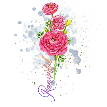 Artwork thumbnail, Pink Ranunculus by Bildarten