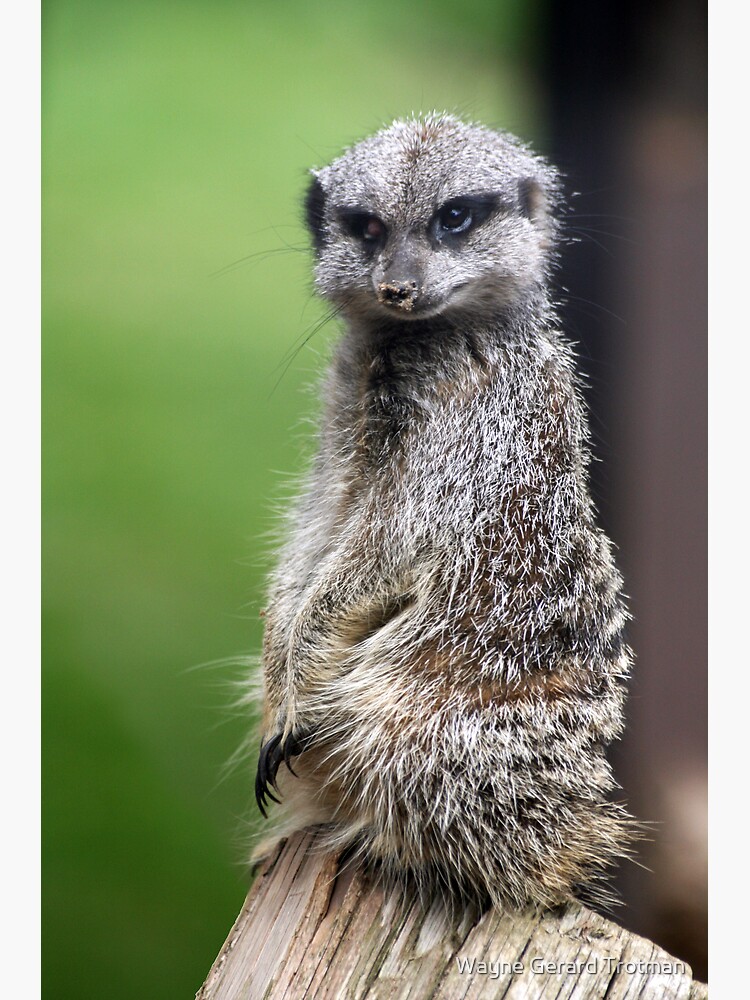 The Wily Meerkat by redmoondragon