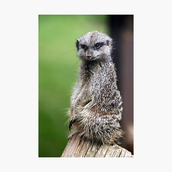 The Wily Meerkat Photographic Print