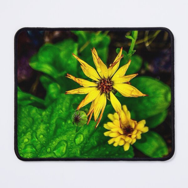 Item preview, Yellow African Daisy Macro – Osteospermum Bloom After Rain designed and sold by aadventures.