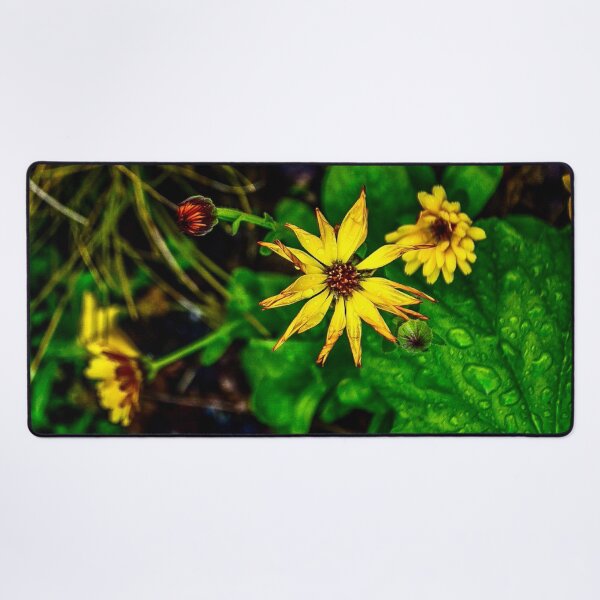 Item preview, Yellow African Daisy Macro – Osteospermum Bloom After Rain designed and sold by aadventures.