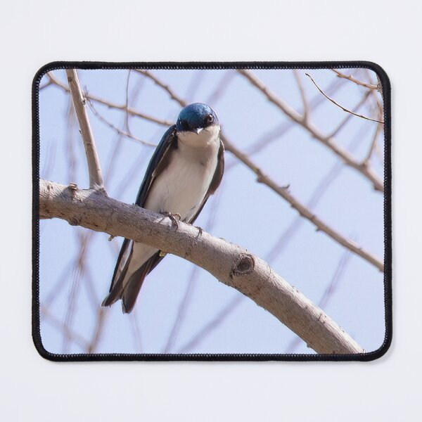 Item preview, Tree Swallow designed and sold by CarolM.