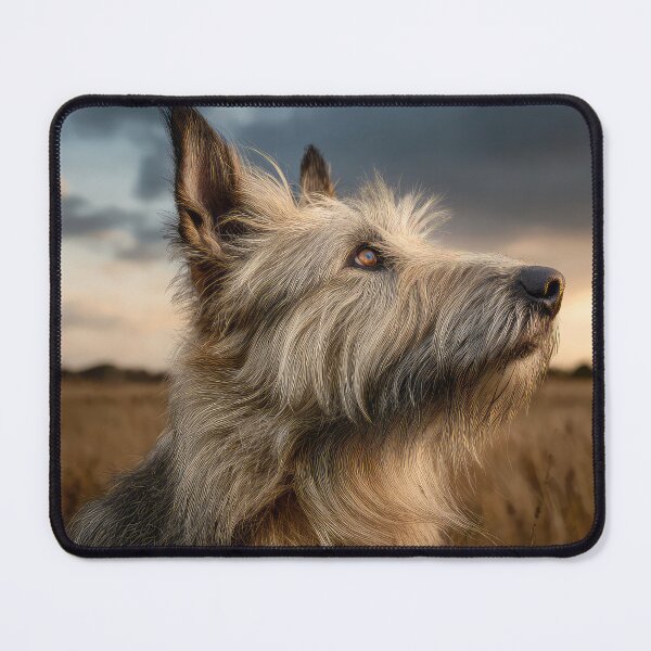 Item preview, Picardy Shepherd at Sunset designed and sold by Elisabeth Lucas.