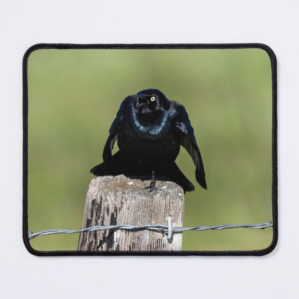 Item preview, Brewers Blackbird Stare Down designed and sold by DawsonImages.