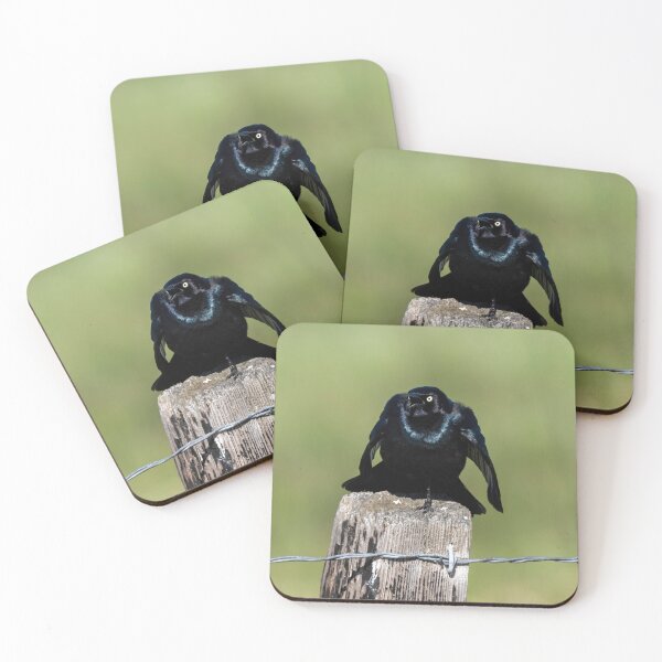 Item preview, Brewers Blackbird Stare Down designed and sold by DawsonImages.