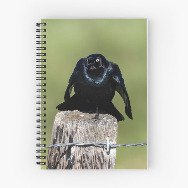 Item preview, Brewers Blackbird Stare Down designed and sold by DawsonImages.