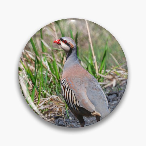 Item preview, Chukar Stroll designed and sold by DawsonImages.