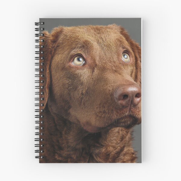 Item preview, Chesapeake Retriever Portrait designed and sold by Elisabeth Lucas.