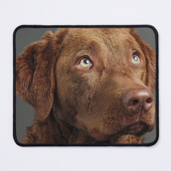 Item preview, Chesapeake Retriever Portrait designed and sold by Elisabeth Lucas.
