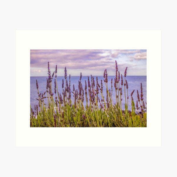 Lavender Views Art Print