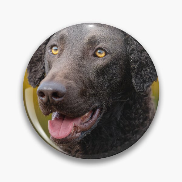 Item preview, Curly Coated Retriever Portrait designed and sold by Elisabeth Lucas.