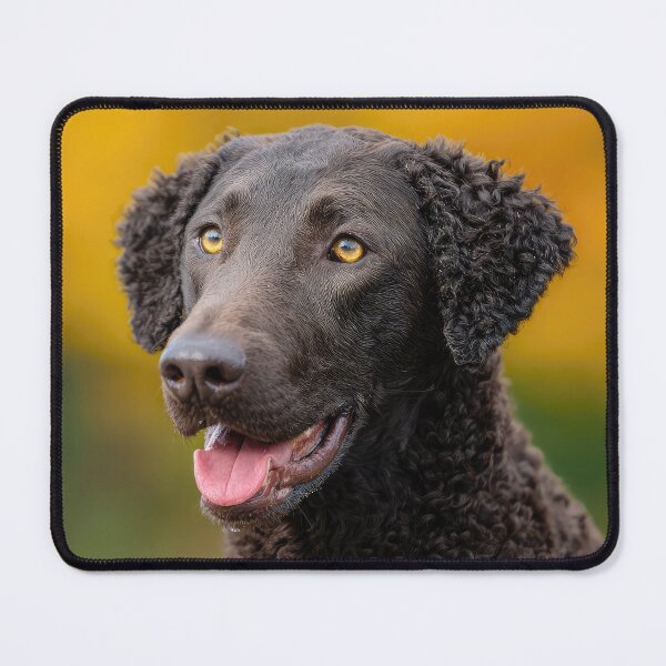 Item preview, Curly Coated Retriever Portrait designed and sold by Elisabeth Lucas.