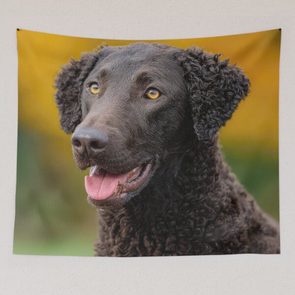Item preview, Curly Coated Retriever Portrait designed and sold by Elisabeth Lucas.