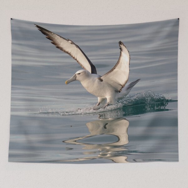 Item preview, White-capped Albatross Reflection designed and sold by GivernyKate.