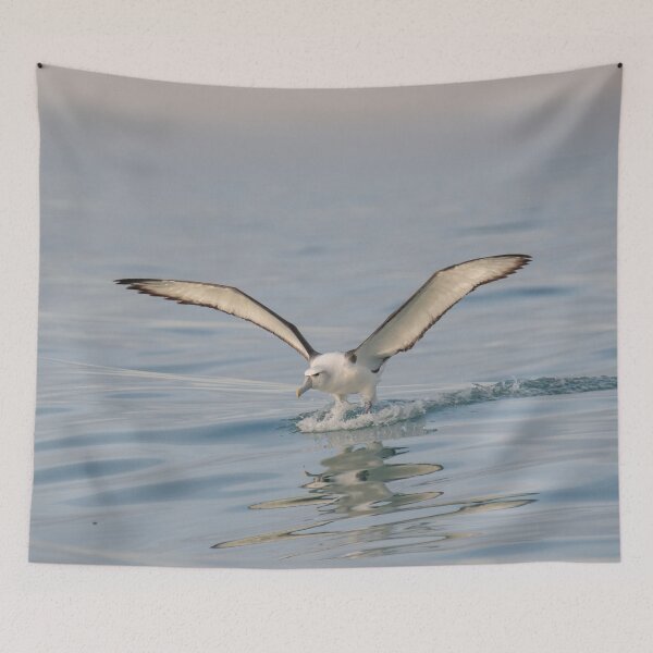 Item preview, White-capped Albatross Reflection designed and sold by GivernyKate.
