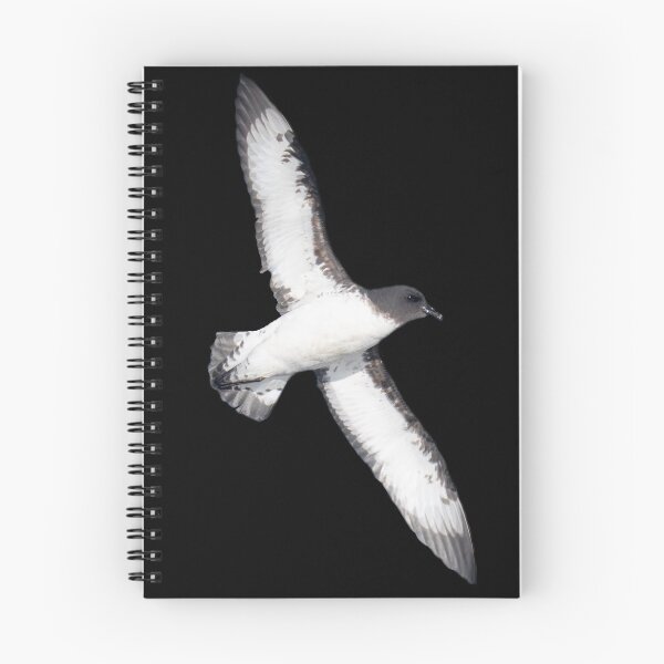 Item preview, Cape Petrel on black designed and sold by GivernyKate.