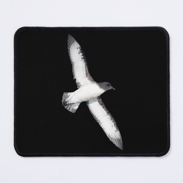 Item preview, Cape Petrel on black designed and sold by GivernyKate.