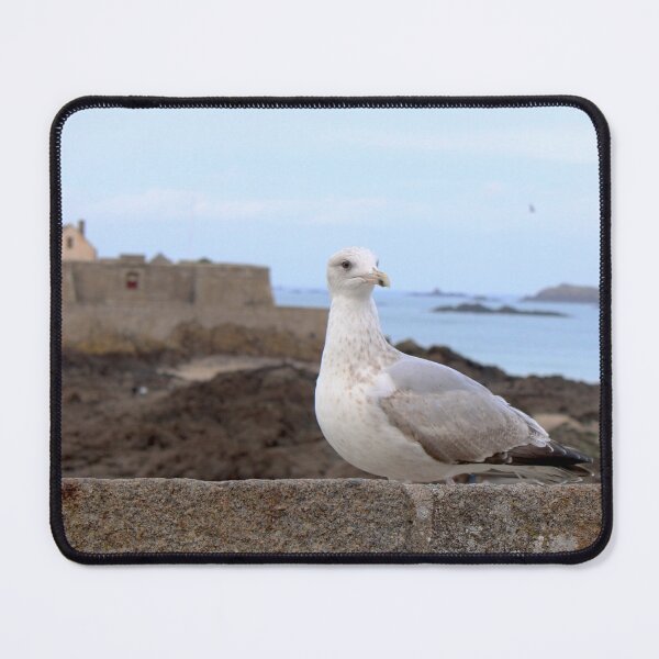 Item preview, Seagull from Saint-Malo facing the sea designed and sold by Open Road Gallery .