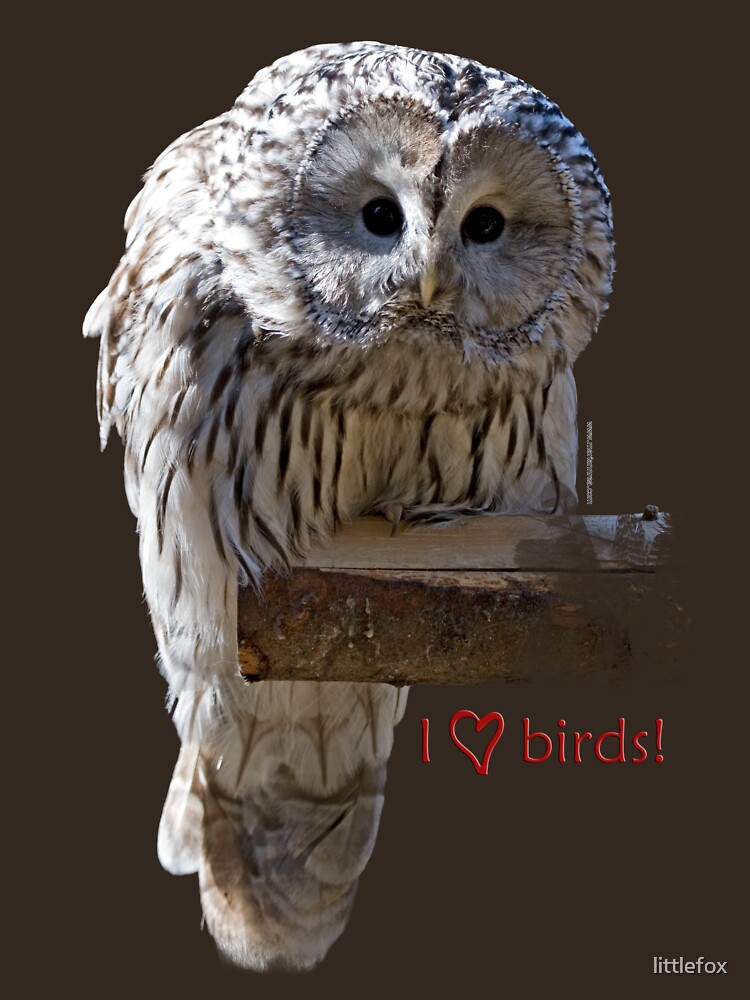Owl by littlefox