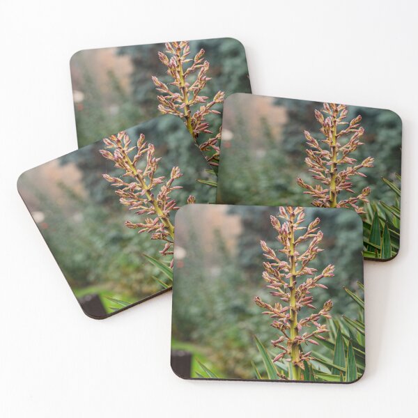 Item preview, Yucca Gloriosa Flower Close-Up designed and sold by Rabee Khalil Photography.