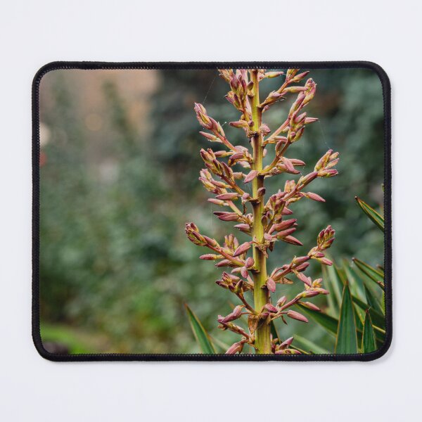 Item preview, Yucca Gloriosa Flower Close-Up designed and sold by Rabee Khalil Photography.