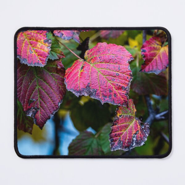 Item preview, Decaying Red Maple Leaves designed and sold by Rabee Khalil Photography.