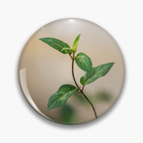 Item preview, Isolated Ivy Branch designed and sold by Rabee Khalil Photography.