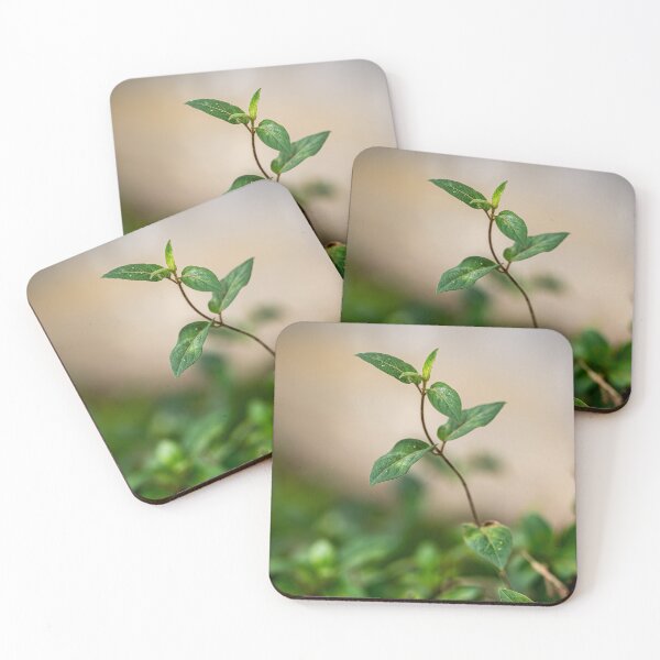 Item preview, Isolated Ivy Branch designed and sold by Rabee Khalil Photography.
