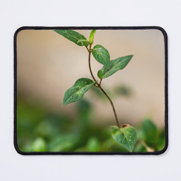 Item preview, Isolated Ivy Branch designed and sold by Rabee Khalil Photography.
