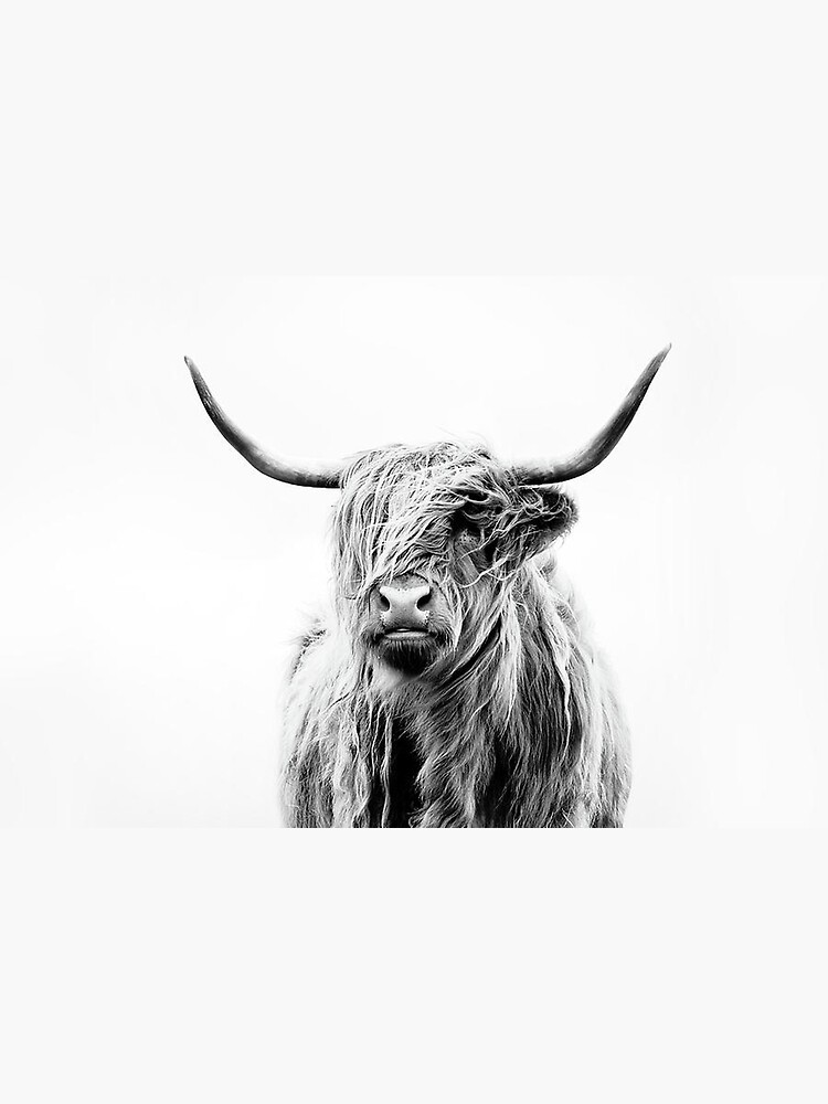 B+W Highland cow by Timmyn1985