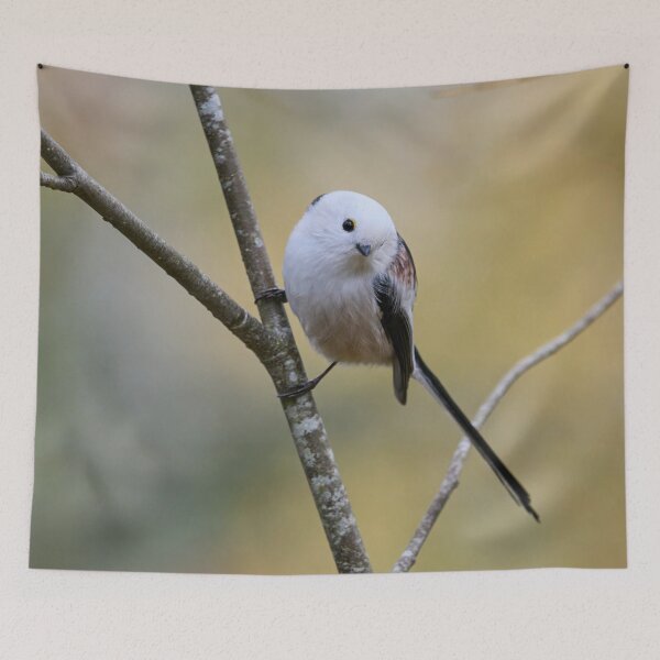 Item preview, Curiosity. Long-tailed tit designed and sold by Jouko Lehto Photography.