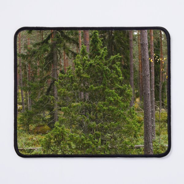 Item preview, Juniper autumn. Nokia landscapes 2025 designed and sold by Jouko Lehto Photography.