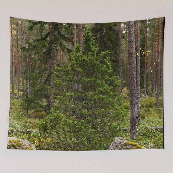 Item preview, Juniper autumn. Nokia landscapes 2025 designed and sold by Jouko Lehto Photography.