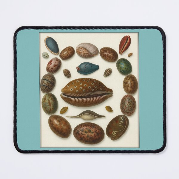 Item preview, Vintage Conchological Print: Shells designed and sold by Tridentulus.