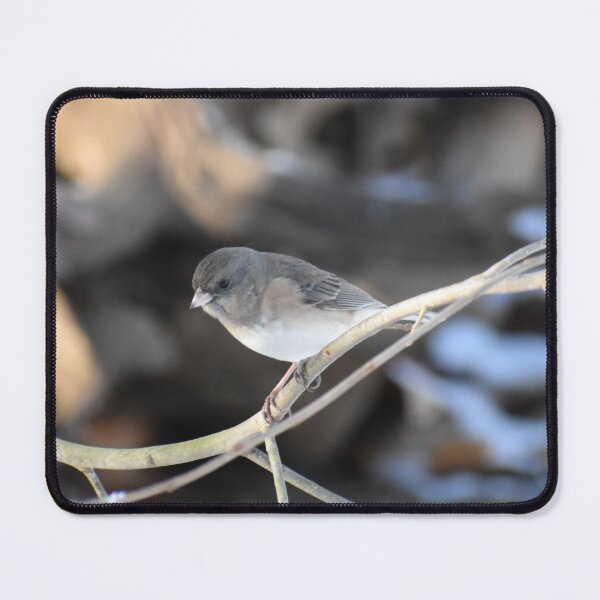 Item preview, Dark eyed Junco 2025 designed and sold by Tonia Delozier's Photography .