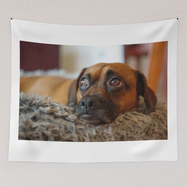 Item preview, Worried Dog Eyes on Cozy Bed designed and sold by mossysparkles.