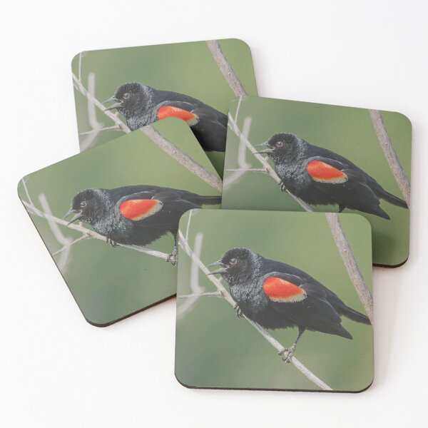 Item preview, A male red-winged blackbird designed and sold by Production Art Manon Meilleur.