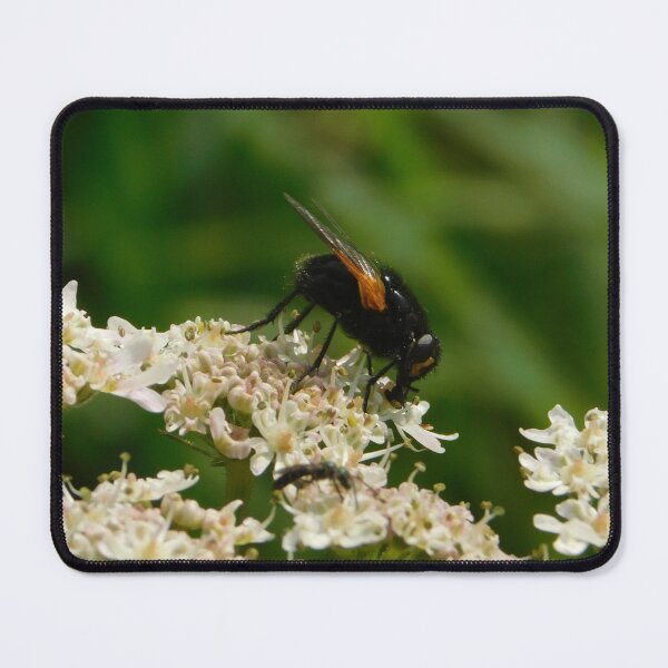 Item preview, Close-Up Photo of Fly on Flower designed and sold by mindwarp2000.