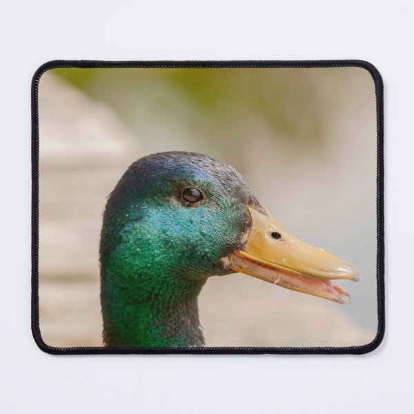 Item preview, Portrait of a male Mallard Duck designed and sold by Production Art Manon Meilleur.