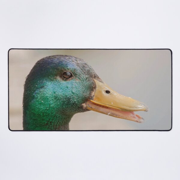 Item preview, Portrait of a male Mallard Duck designed and sold by Production Art Manon Meilleur.