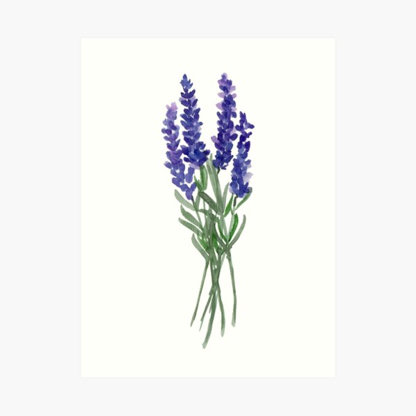 Lavender Dream Art Print