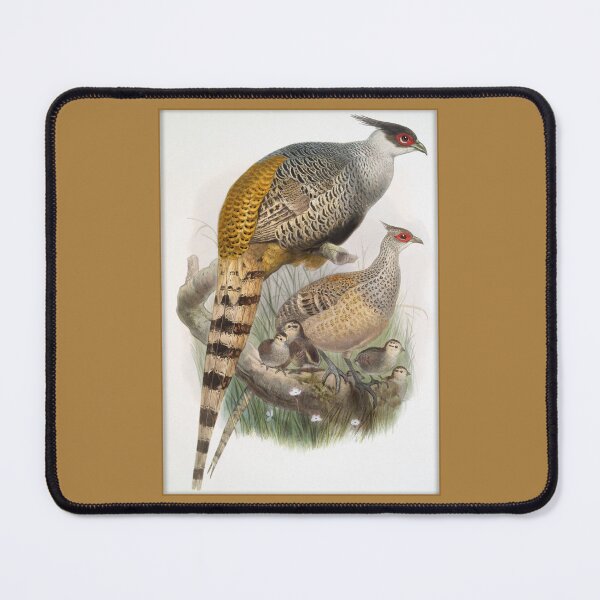 Item preview, Ornithological Print: Cheer Pheasant by Joseph Smit designed and sold by Tridentulus.