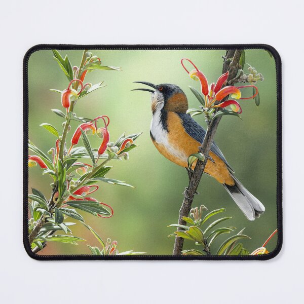 Item preview, TERRITORIAL - Eastern Spinebill designed and sold by Frances McMahon Watercolour Bird Artist.